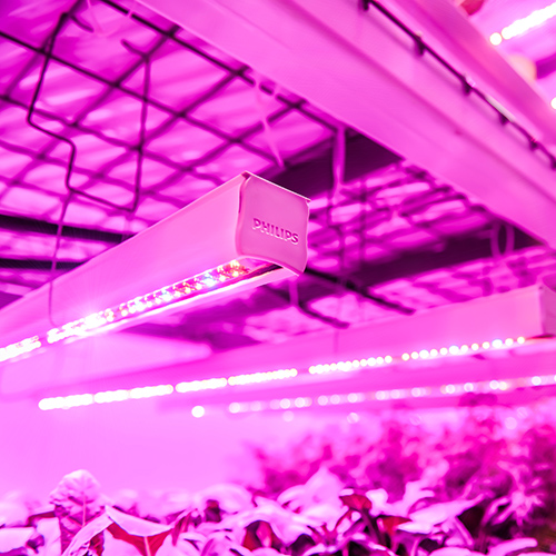 Продукция PHILIPS GreenPower LED